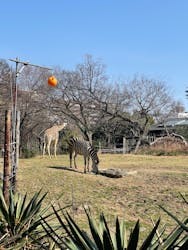 天王寺動物園に投稿された画像（2026/3/1）