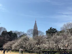 新宿御苑に投稿された画像（2026/3/1）