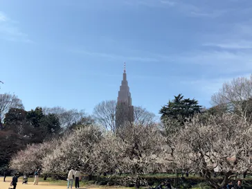 新宿御苑に投稿された画像（2026/3/1）