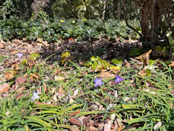 新宿御苑に投稿された画像（2026/3/1）