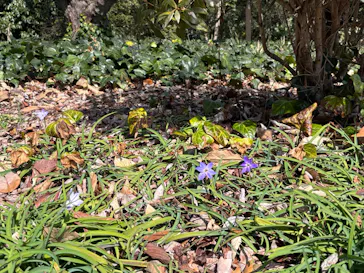 新宿御苑に投稿された画像（2026/3/1）