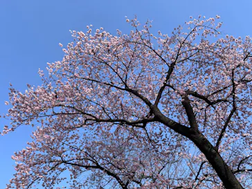 新宿御苑に投稿された画像（2026/3/1）