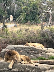 天王寺動物園に投稿された画像（2026/3/2）