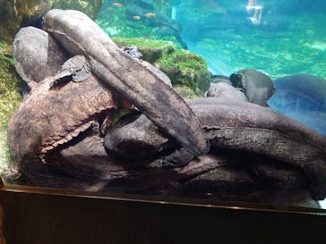 京都水族館に投稿された画像（2026/3/2）