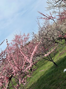 偕楽園本園に投稿された画像（2026/3/2）