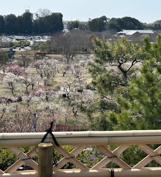 偕楽園本園に投稿された画像（2026/3/2）