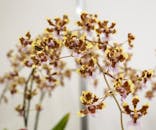 世界らん展2026-花と緑の祭典-に投稿された画像（2026/3/2）