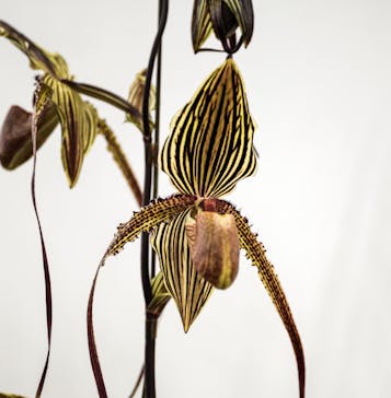 世界らん展2026-花と緑の祭典-に投稿された画像（2026/3/2）