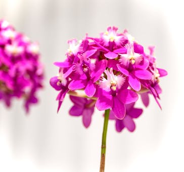 世界らん展2026-花と緑の祭典-に投稿された画像（2026/3/2）