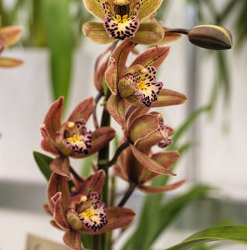 世界らん展2026-花と緑の祭典-に投稿された画像（2026/3/2）