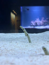 すみだ水族館に投稿された画像（2026/3/2）
