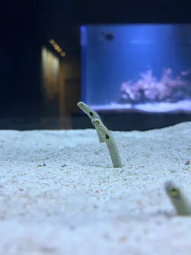 すみだ水族館に投稿された画像（2026/3/2）