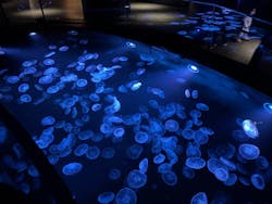 すみだ水族館に投稿された画像（2026/3/2）