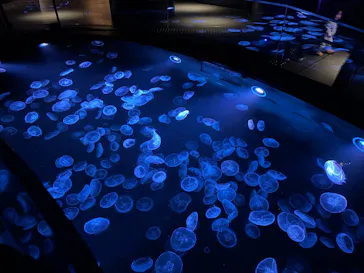 すみだ水族館に投稿された画像（2026/3/2）