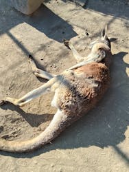 群馬サファリパークに投稿された画像（2026/3/2）