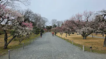 元離宮二条城に投稿された画像（2026/3/2）