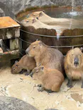 伊豆シャボテン動物公園に投稿された画像（2026/3/2）