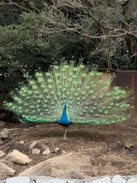 伊豆シャボテン動物公園に投稿された画像（2026/3/2）