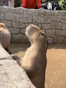 伊豆シャボテン動物公園に投稿された画像（2026/3/2）