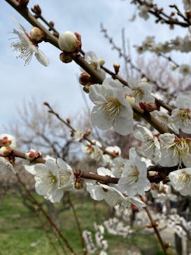 偕楽園本園に投稿された画像（2026/3/2）
