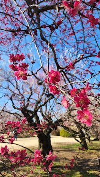 偕楽園本園に投稿された画像（2026/3/2）