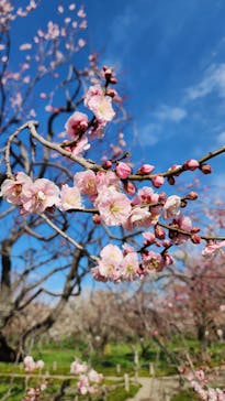 偕楽園本園に投稿された画像（2026/3/2）