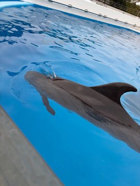 九十九島パールシーリゾートに投稿された画像（2026/3/2）