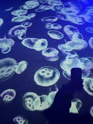 九十九島パールシーリゾートに投稿された画像（2026/3/2）