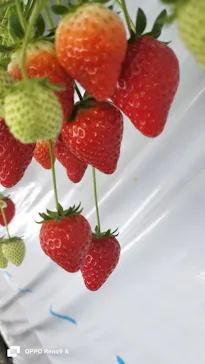 金子苺園に投稿された画像（2026/3/2）