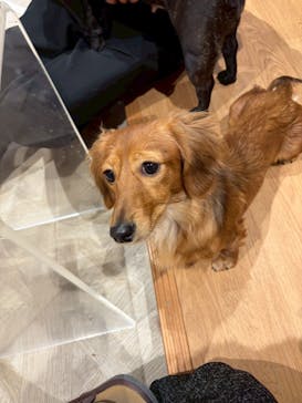 いぬカフェRio 京都店に投稿された画像（2026/3/2）