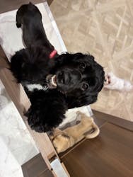 いぬカフェRio 京都店に投稿された画像（2026/3/2）