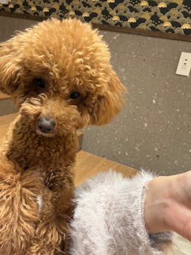 いぬカフェRio 京都店に投稿された画像（2026/3/2）