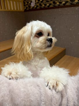 いぬカフェRio 京都店に投稿された画像（2026/3/2）