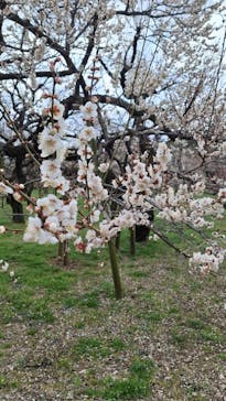 偕楽園本園に投稿された画像（2026/3/2）