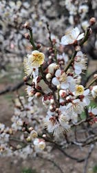 偕楽園本園に投稿された画像（2026/3/2）