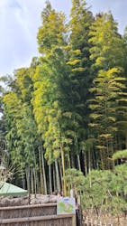 偕楽園本園に投稿された画像（2026/3/2）