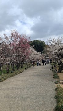 偕楽園本園に投稿された画像（2026/3/2）