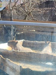 那須どうぶつ王国に投稿された画像（2026/3/2）