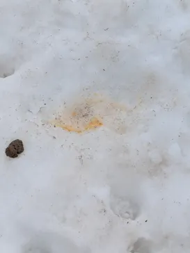 黒姫高原スノーパーク・KUROHIME GREEN GARDENに投稿された画像（2026/3/2）