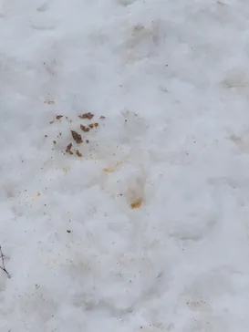 黒姫高原スノーパーク・KUROHIME GREEN GARDENに投稿された画像（2026/3/2）