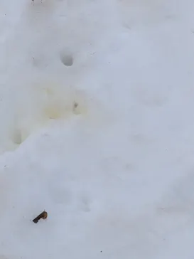 黒姫高原スノーパーク・KUROHIME GREEN GARDENに投稿された画像（2026/3/2）