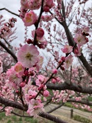 偕楽園本園に投稿された画像（2026/3/2）