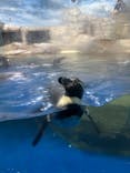 新江ノ島水族館に投稿された画像（2026/3/2）
