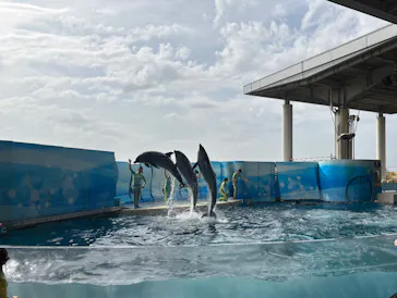 新江ノ島水族館に投稿された画像（2026/3/2）