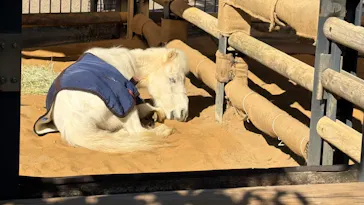 恩賜上野動物園に投稿された画像（2026/3/3）