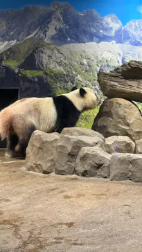 恩賜上野動物園に投稿された画像（2026/3/3）