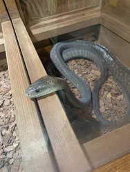 体感型動物園iZooに投稿された画像（2026/3/3）