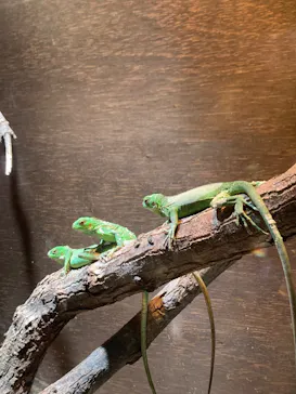 体感型動物園iZooに投稿された画像（2026/3/3）