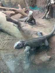 体感型動物園iZooに投稿された画像（2026/3/3）