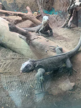 体感型動物園iZooに投稿された画像（2026/3/3）